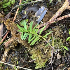 Podocarpus laetus