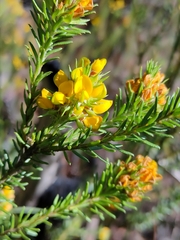 Phyllota phylicoides