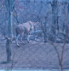 Tragelaphus oryx oryx