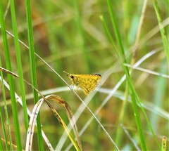 Ampittia dioscorides