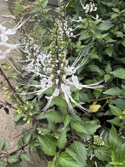 Orthosiphon aristatus