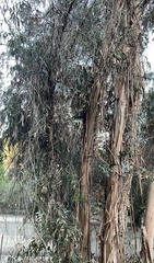 Corymbia citriodora