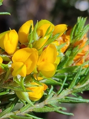 Phyllota phylicoides