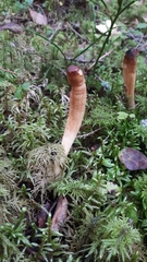 Trichoderma nybergianum