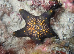 Pentaceraster cumingi