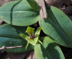 Chiloglottis