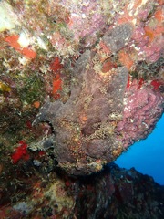 Antennarius commerson