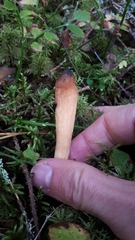 Trichoderma nybergianum