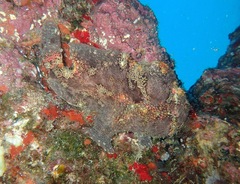 Antennarius commerson