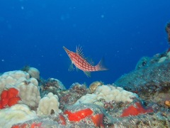 Oxycirrhites typus