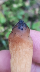 Trichoderma nybergianum