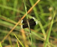 Neurothemis tullia