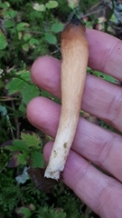 Trichoderma nybergianum