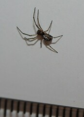 Microlinyphia pusilla