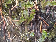 Marchantia polymorpha polymorpha