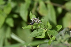 Cylindromyia bicolor