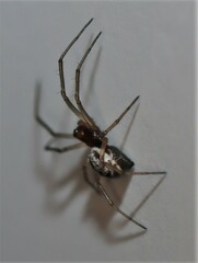 Microlinyphia pusilla