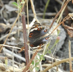 Junonia orithya