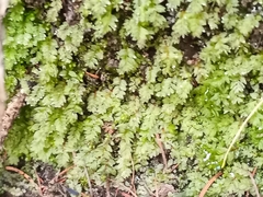 Fissidens bryoides