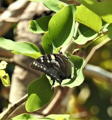 Polyura pyrrhus