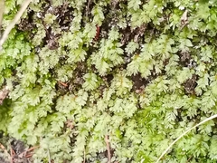 Fissidens bryoides