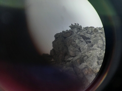 Lyrurus mlokosiewiczi