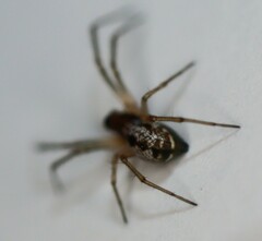 Microlinyphia pusilla