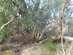 Eucalyptus todtiana