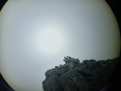 Lyrurus mlokosiewiczi