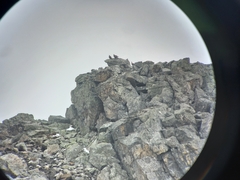 Lyrurus mlokosiewiczi