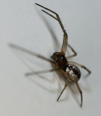 Microlinyphia pusilla