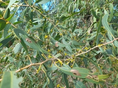 Eucalyptus todtiana