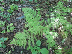Athyrium sinense