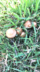 Marasmius oreades