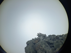 Lyrurus mlokosiewiczi