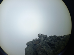 Lyrurus mlokosiewiczi