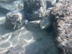 Acanthurus triostegus