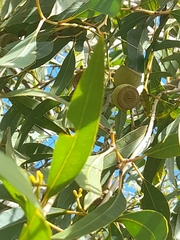 Eucalyptus todtiana