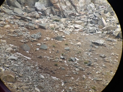 Tetraogallus caucasicus