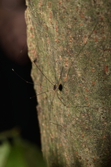 Sclerosomatidae