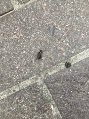 Harpalus rufipes