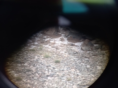 Tetraogallus caucasicus