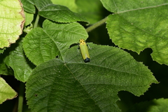 Bothrogonia ferruginea