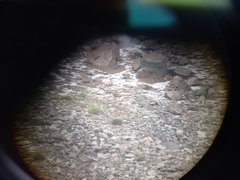 Tetraogallus caucasicus