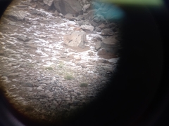 Tetraogallus caucasicus