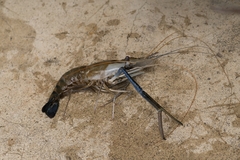 Macrobrachium rosenbergii