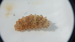 Stichopus