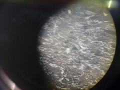 Tetraogallus caucasicus