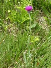 Cirsium dissectum