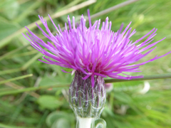 Cirsium dissectum